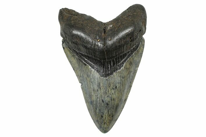 Fossil Megalodon Tooth - North Carolina #378104